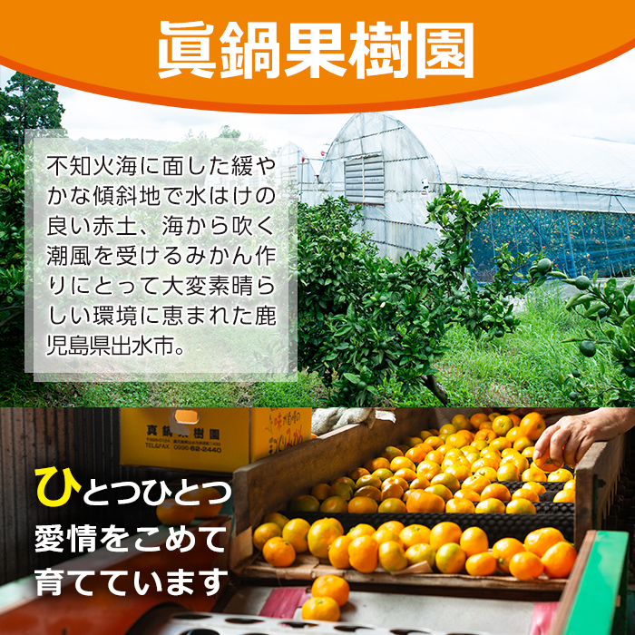 i899 ≪数量限定≫温州みかんジュース(計10本) 国産 ミカン 蜜柑 みかん 温州みかん 柑橘 果汁100% ストレート 果物 くだもの フルーツ ジュース【眞鍋果樹園】