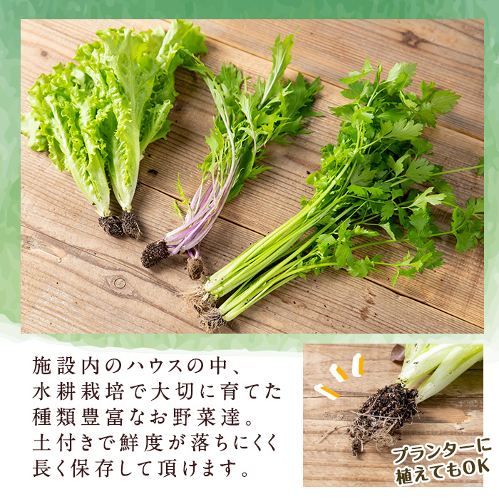 i678-B ＜定期便・計6回(連続月)＞ひかりのお野菜(約10束・5〜6種)【ひかりの郷】