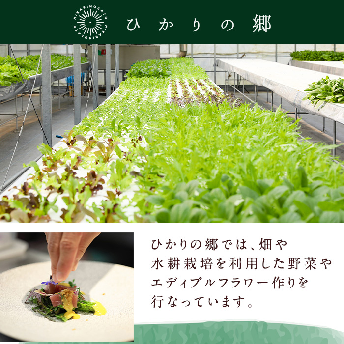 i678-B ＜定期便・計6回(連続月)＞ひかりのお野菜(約10束・5〜6種)【ひかりの郷】