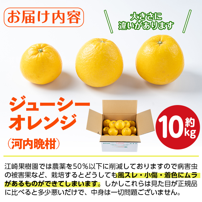 i798 ïŒ2026幎4æäžæ¬ïœ5æäžæ¬ã®éã«çºéäºå®ïŒ æ²³å
æ©æ (çŽ10kg) 鹿å
å³¶ åœç£ ææ© æç© æå® ãã«ãŒã èæ ã¿ãã ãæ±åŽææš¹åã