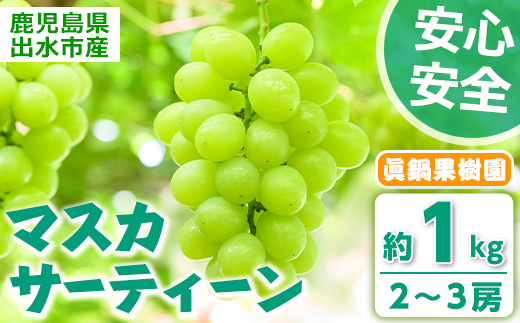 i972 ＜先行予約受付中！2026年8月中旬~10月中旬の間に発送予定＞ 《期間限定》マスカサーティーン(約1kg・2～3房) 国産 鹿児島 出水市 ぶどう ブドウ 果物 くだもの フルーツ ハイブリットブドウ マスカ・サーティーン 葡萄 旬 種なし 冷蔵 【眞鍋果樹園】