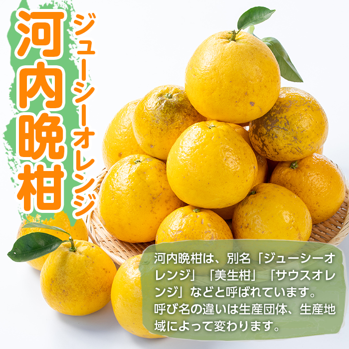 i604 ＜2026年4月下旬～5月下旬の間に発送予定＞＜訳あり＞河内晩柑 (約10kg) 鹿児島 国産 柑橘 果物 果実 フルーツ 蜜柑 みかん 【江崎果樹園】