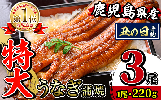 i1078-B-us 【2026年丑の日までに配送】＼特大サイズ／鹿児島県産 うなぎ蒲焼 3尾（約220g×3・計約660g） たれ 山椒付きうなぎ 鰻 ウナギ 特大 特大サイズ 約220g 蒲焼き 国産 鹿児島県産 焼きたて 生産量日本一 真空パック おかず 晩御飯 特別な日 土用の丑の日 【薩摩川内鰻】