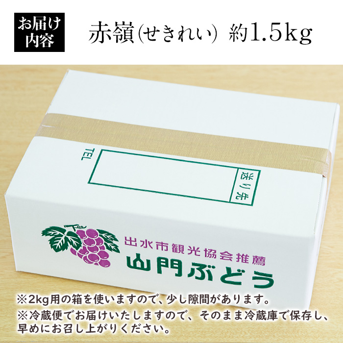 i213 ≪数量・期間限定≫赤嶺(セキレイ) (計約1.5kg) ぶどう グレープ 果物 くだもの フルーツ 葡萄 旬 糖度 上品な甘さ 歯ごたえ 冷蔵 【山門ぶどう園】