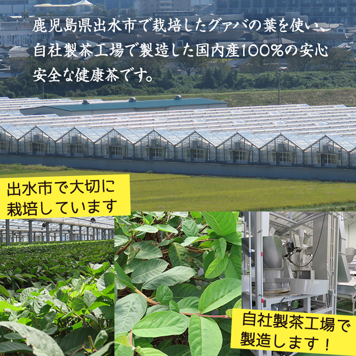 i1137-B グァバ茶PET(神秘也)500ml×30本 お茶 茶 国産 グァバ葉 ノンカフェイン ポリフェノール 血糖値 コレステロール ペットボトル 【出水酒造 izumi-syuzou】