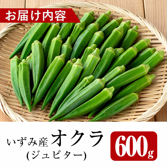 i1216-A ≪先行予約受付中！2026年7月下旬～10月下旬の間に発送予定≫いずみ産 オクラ 新たな品種・ジュピター(600g) オクラ おくら 野菜 夏野菜 サラダ おひたし 天ぷら 炒め物 新品種 【イーサイドライン】