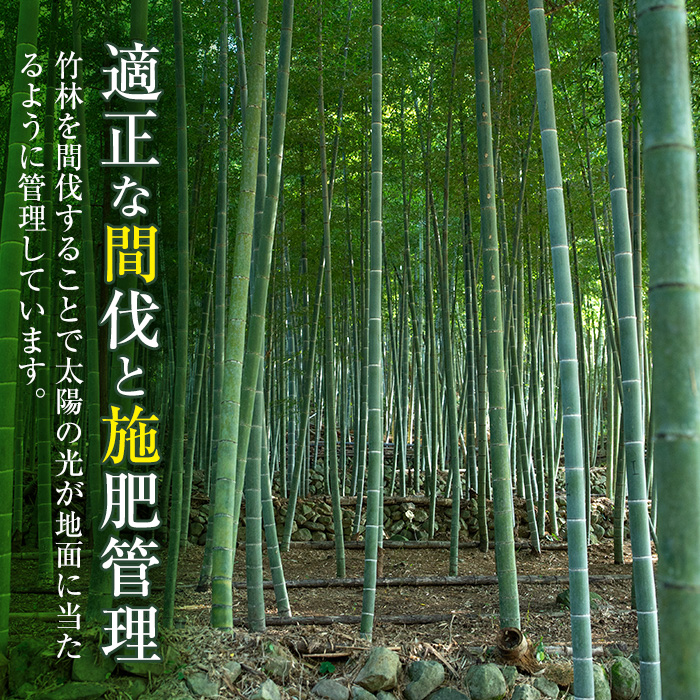 i499 ≪数量限定！先行予約受付中！2024年4月1日〜4月17日の間に発送≫いずみギガタケノコ＜特々大1個＞鹿児島県出水市産！国産たけのこを産地直送！【イーサイドライン】