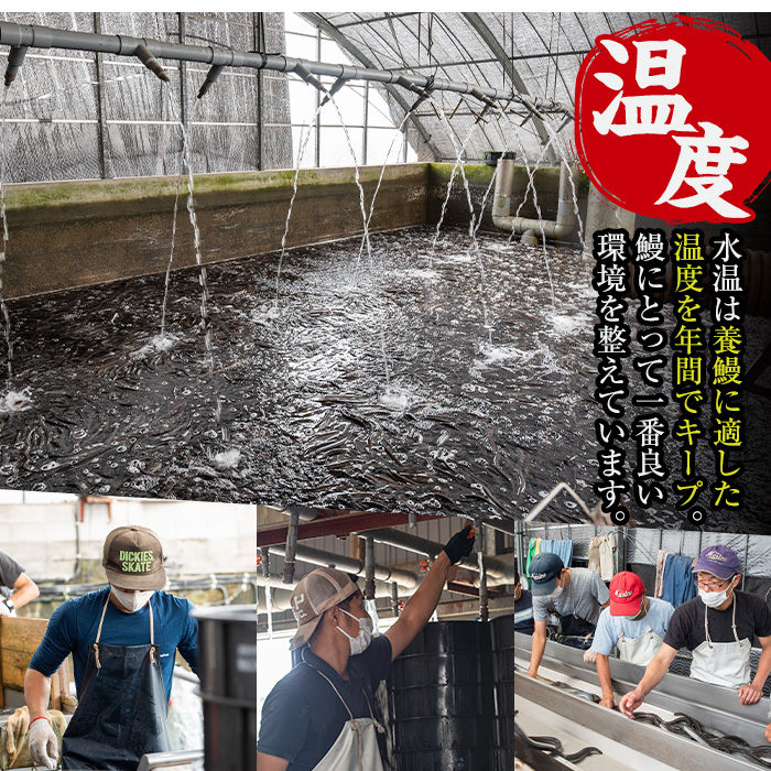 i1078-B ＼特大サイズ／鹿児島県産 うなぎ蒲焼 3尾（約220g×3・計約660g） たれ 山椒付きうなぎ 鰻 ウナギ 特大 特大サイズ 約220g 蒲焼き 国産 鹿児島県産 焼きたて 生産量日本一 真空パック おかず 晩御飯 特別な日 土用の丑の日 【薩摩川内鰻】