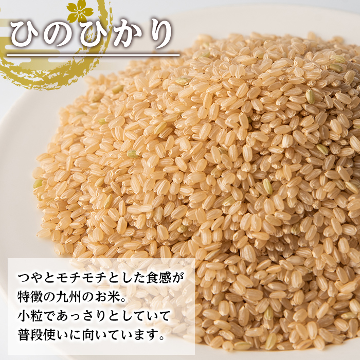 i504-k 【敬老の日ギフト】鹿児島県出水市産ひのひかり玄米＜3kg×2袋・計6kg＞ 米 玄米 ヒノヒカリ 自家脱穀 自家精米 発送直前 精米 ごはん お米マイスター 厳選 ギフト プレゼント 贈答 敬老の日 【田上商店】