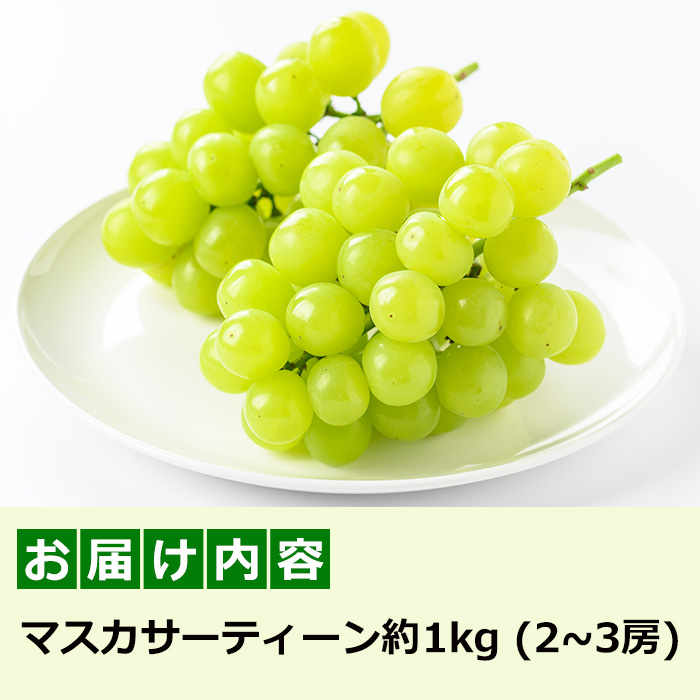 i972 ＜先行予約受付中！2026年8月中旬~10月中旬の間に発送予定＞ 《期間限定》マスカサーティーン(約1kg・2～3房) 国産 鹿児島 出水市 ぶどう ブドウ 果物 くだもの フルーツ ハイブリットブドウ マスカ・サーティーン 葡萄 旬 種なし 冷蔵 【眞鍋果樹園】