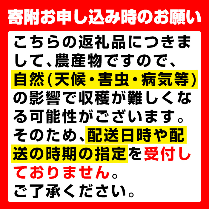 i1015 ≪数量・期間限定≫ロザリオビアンコ (計約1kg) ぶどう グレープ 果物 くだもの フルーツ 葡萄 高級 高級品種 旬 すっきりした甘さ 冷蔵 【山門ぶどう園】