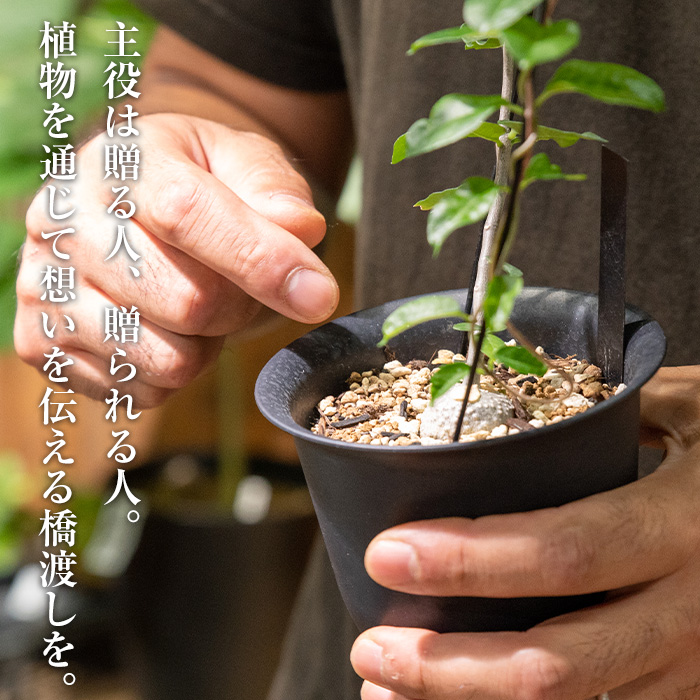 i616 コルクレザーハンギング(植物なし)地球環境や動物に配慮した素材で作られたプラントハンガー！【kurk PLANT LEATHER】