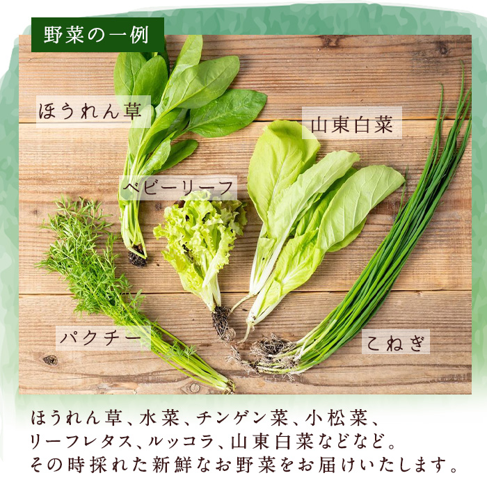 i678-A ＜定期便・計6回(隔月)＞ひかりのお野菜(約10束・5〜6種)【ひかりの郷】