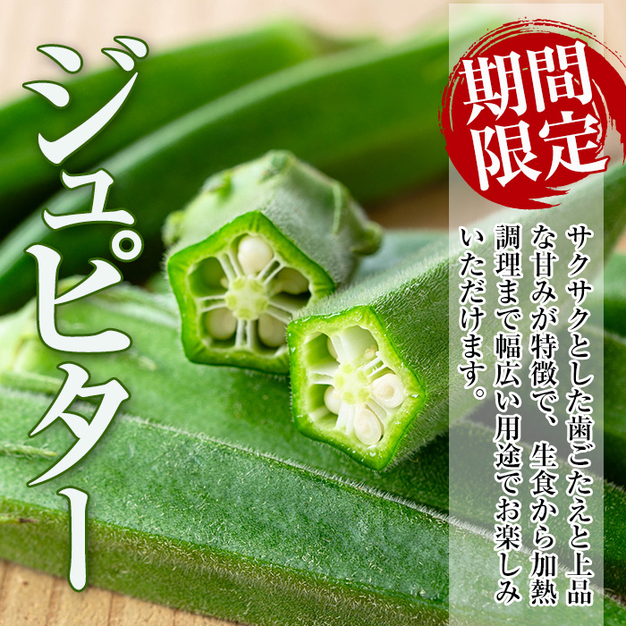 i1216-B ≪先行予約受付中！2026年7月下旬～10月下旬の間に発送予定≫いずみ産 オクラ 新たな品種・ジュピター(1.2kg) オクラ おくら 野菜 夏野菜 サラダ おひたし 天ぷら 炒め物 新品種 【イーサイドライン】
