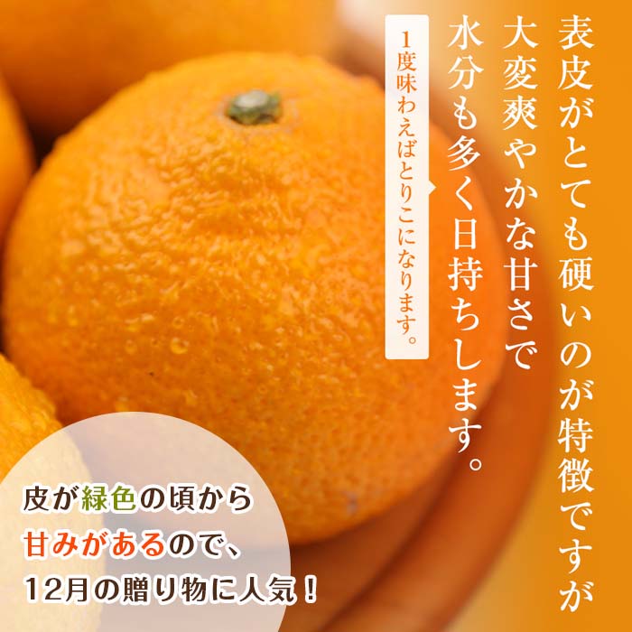 i1067-A ＜2024年12月下旬～2025年2月下旬の間に発送予定＞数量・期間限定＞《傷ありのため訳あり》スイートスプリング(約5kg)【江崎果樹園】