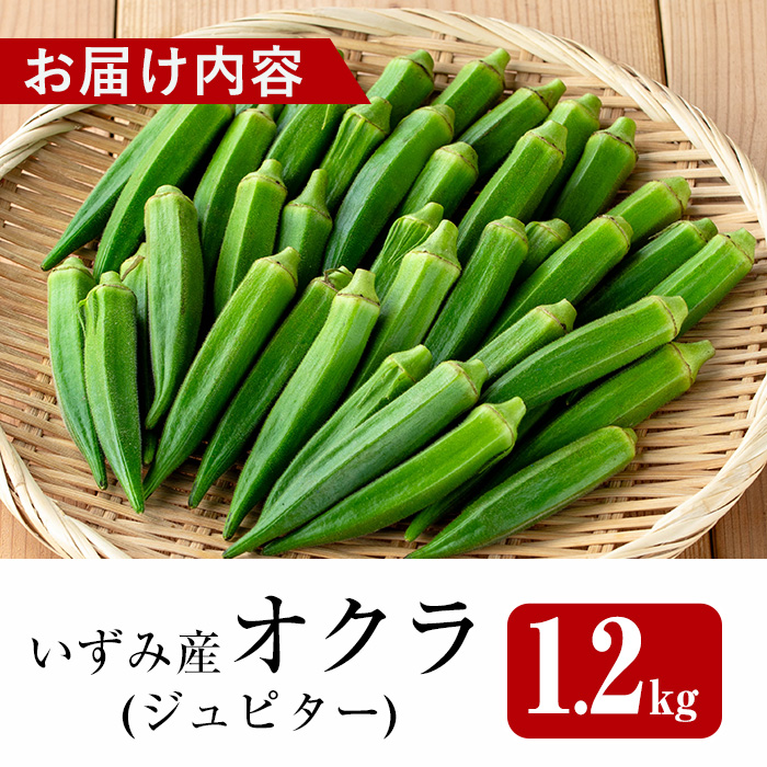 i1216-B ≪先行予約受付中！2026年7月下旬～10月下旬の間に発送予定≫いずみ産 オクラ 新たな品種・ジュピター(1.2kg) オクラ おくら 野菜 夏野菜 サラダ おひたし 天ぷら 炒め物 新品種 【イーサイドライン】