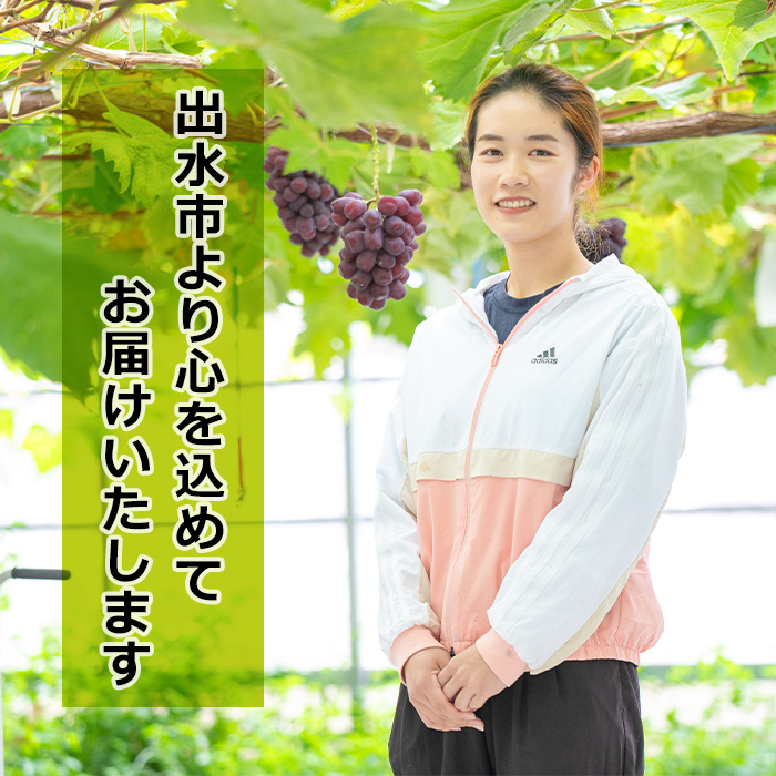 i972 ＜先行予約受付中！2026年8月中旬~10月中旬の間に発送予定＞ 《期間限定》マスカサーティーン(約1kg・2～3房) 国産 鹿児島 出水市 ぶどう ブドウ 果物 くだもの フルーツ ハイブリットブドウ マスカ・サーティーン 葡萄 旬 種なし 冷蔵 【眞鍋果樹園】