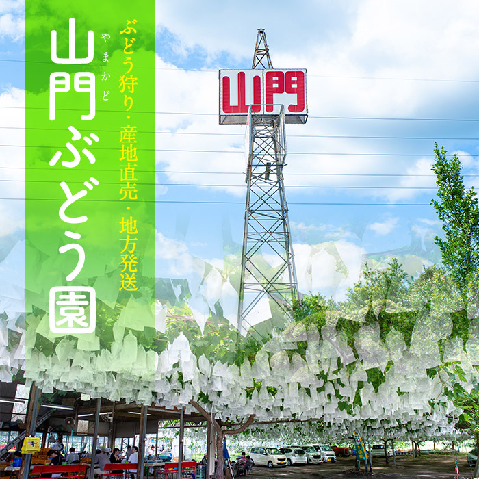 i348 ≪数量・期間限定≫赤嶺(セキレイ) (計約2kg) ぶどう グレープ 果物 くだもの フルーツ 葡萄 旬 糖度 上品な甘さ 歯ごたえ 冷蔵 【山門ぶどう園】