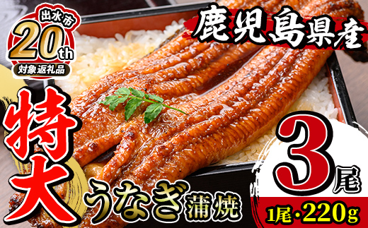 i1078-B 【出水市 誕生20周年企画！】＼特大サイズ／鹿児島県産 うなぎ蒲焼 3尾（約220g×3・計約660g） たれ 山椒付きうなぎ 鰻 ウナギ 特大 特大サイズ 約220g 蒲焼き 国産 鹿児島県産 焼きたて 生産量日本一 真空パック おかず 晩御飯 特別な日 土用の丑の日 【薩摩川内鰻】