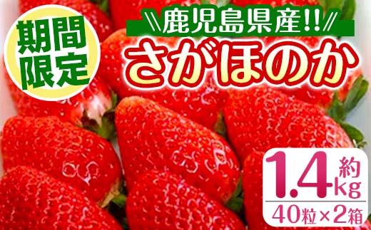 i109 ＜2025年1月中旬以降順次発送予定＞＜ギフト用・数量限定＞ 鹿児島県産イチゴ(計約1.4kg・40粒×2箱)【JA鹿児島いずみ】