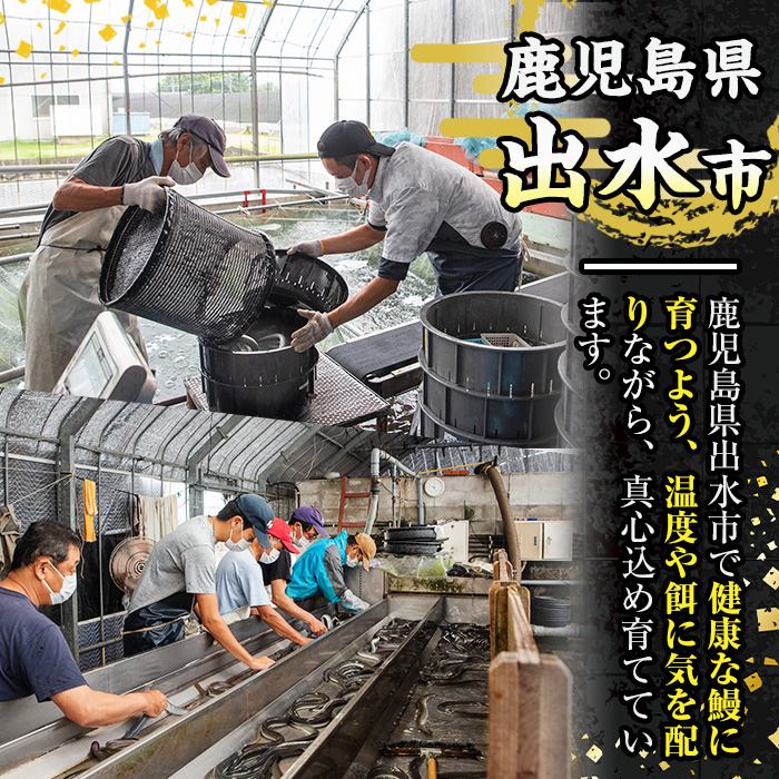 i1078-B-us 縲2026蟷エ荳代ョ譌・縺セ縺ァ縺ォ驟埼√托シシ迚ケ螟ァ繧オ繧、繧コシ城ケソ蜈仙ウカ逵檎肇 縺縺ェ縺手調辟シ 3蟆セシ育エ220gテ3繝サ險育エ660gシ 縺溘l 螻ア讀剃サ倥″縺縺ェ縺 魏サ 繧ヲ繝翫ぐ 迚ケ螟ァ 迚ケ螟ァ繧オ繧、繧コ 邏220g 闥イ辟シ縺 蝗ス逕」 鮖ソ蜈仙ウカ逵檎肇 辟シ縺阪◆縺ヲ 逕溽肇驥乗律譛ャ荳 逵溽ゥコ繝代ャ繧ッ 縺翫°縺 譎ゥ蠕。鬟ッ 迚ケ蛻・縺ェ譌・ 蝨溽畑縺ョ荳代ョ譌・ 縲占湊鞫ゥ蟾晏魏サ縲