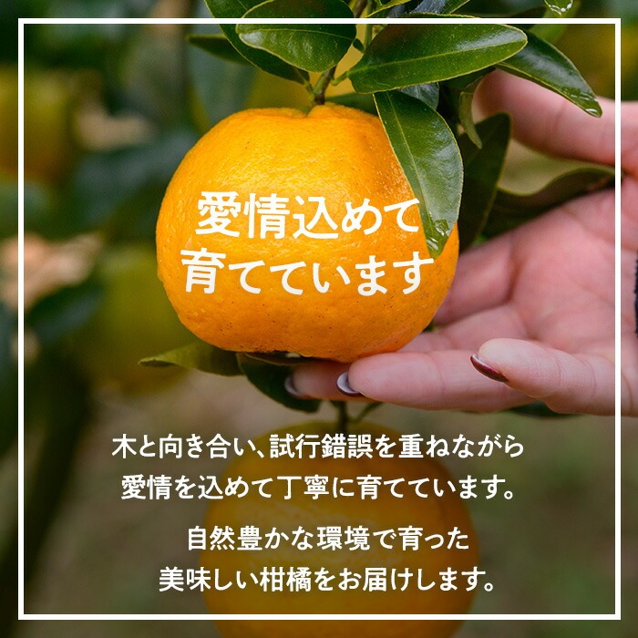 i988 ＜2026年1月下旬以降順次発送予定＞ネーブル (5kg) 訳あり 数量限定 柑橘 果物 くだもの フルーツ 旬 ネーブル ミカン オレンジ 【アーステクノ】