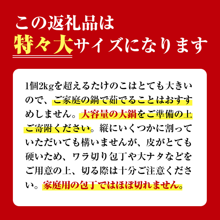 i499 ≪数量限定！先行予約受付中！2025年4月上旬～4月中旬の間に発送予定≫いずみギガタケノコ＜特々大1個＞鹿児島県出水市産！国産たけのこを産地直送！【イーサイドライン】