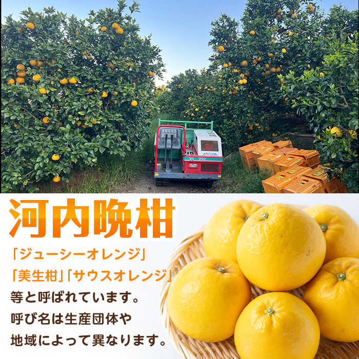 i798 ïŒ2026幎4æäžæ¬ïœ5æäžæ¬ã®éã«çºéäºå®ïŒ æ²³å
æ©æ (çŽ10kg) 鹿å
å³¶ åœç£ ææ© æç© æå® ãã«ãŒã èæ ã¿ãã ãæ±åŽææš¹åã