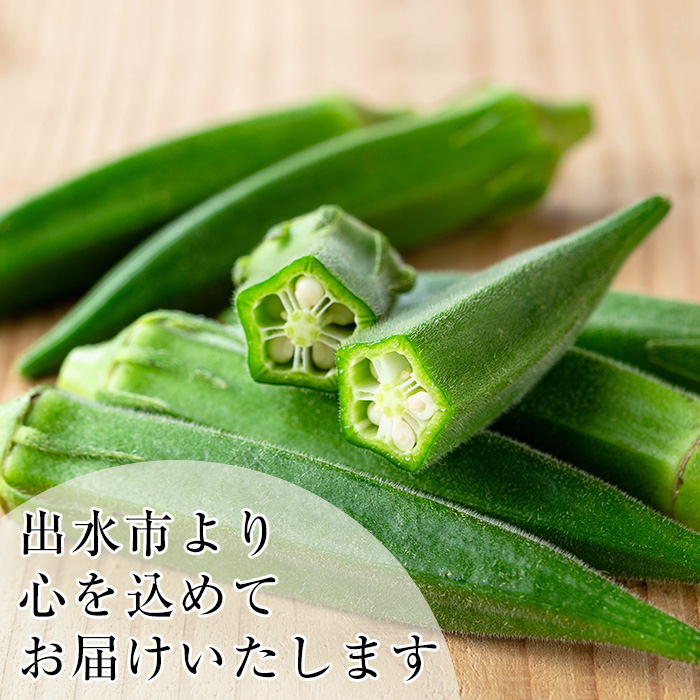 i1216-A ≪先行予約受付中！2026年7月下旬～10月下旬の間に発送予定≫いずみ産 オクラ 新たな品種・ジュピター(600g) オクラ おくら 野菜 夏野菜 サラダ おひたし 天ぷら 炒め物 新品種 【イーサイドライン】