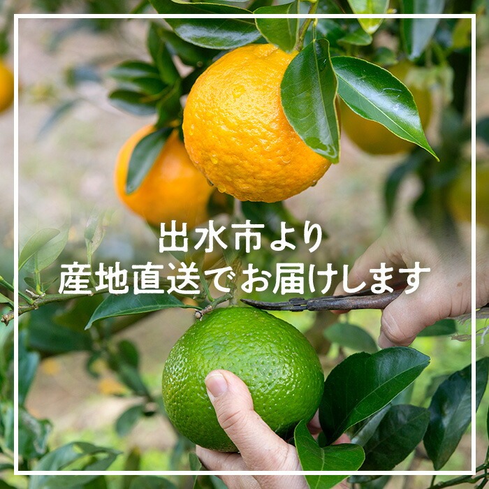 i988 ＜2026年1月下旬以降順次発送予定＞ネーブル (5kg) 訳あり 数量限定 柑橘 果物 くだもの フルーツ 旬 ネーブル ミカン オレンジ 【アーステクノ】