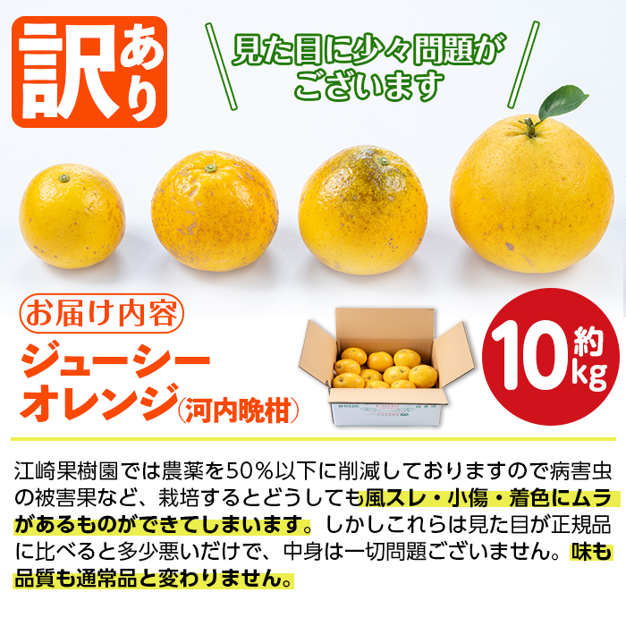 i604 ＜2026年4月下旬～5月下旬の間に発送予定＞＜訳あり＞河内晩柑 (約10kg) 鹿児島 国産 柑橘 果物 果実 フルーツ 蜜柑 みかん 【江崎果樹園】