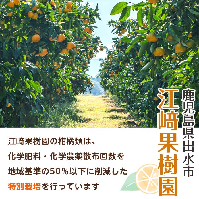 i565 ＜2024年12月下旬～2025年2月下旬の間に発送予定＞＜数量・期間限定＞スイートスプリング(約10kg)【江崎果樹園】