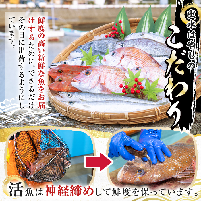 i580 出水の鮮魚おためしBOX(約2〜3kg程度・3〜6種類)【出水はやし】
