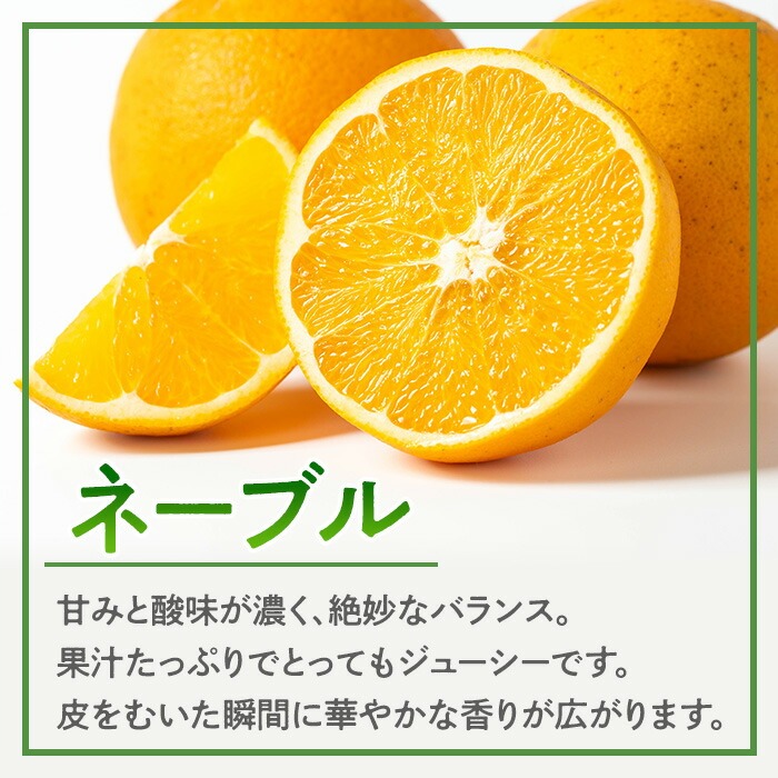 i988 ＜2026年1月下旬以降順次発送予定＞ネーブル (5kg) 訳あり 数量限定 柑橘 果物 くだもの フルーツ 旬 ネーブル ミカン オレンジ 【アーステクノ】