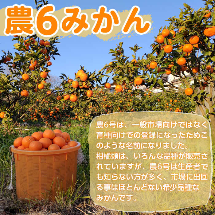 i593-m 【母の日ギフト】農6みかん(約10kg) 果物 フルーツ 柑橘 国産 鹿児島県産 みかん 蜜柑 母の日 プレゼント ギフト 贈答 【江崎果樹園】