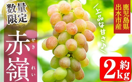 i348 ≪数量・期間限定≫赤嶺(セキレイ) (計約2kg) ぶどう グレープ 果物 くだもの フルーツ 葡萄 旬 糖度 上品な甘さ 歯ごたえ 冷蔵 【山門ぶどう園】