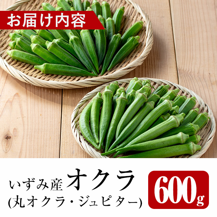 i1217-A ≪先行予約受付中！2026年7月下旬～10月下旬の間に発送予定≫いずみ産 丸オクラ・ジュピター食べ比べセット (600g) オクラ おくら 野菜 夏野菜 サラダ おひたし 天ぷら 炒め物 新品種 丸オクラ 食べ比べ 【イーサイドライン】