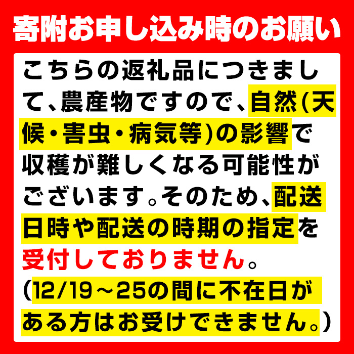 i348 ≪数量・期間限定≫赤嶺(セキレイ) (計約2kg) ぶどう グレープ 果物 くだもの フルーツ 葡萄 旬 糖度 上品な甘さ 歯ごたえ 冷蔵 【山門ぶどう園】