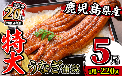 i1078-C 【出水市 誕生20周年企画！】＼特大サイズ／鹿児島県産 うなぎ蒲焼 5尾（約220g×5・計約1100g） たれ 山椒付きうなぎ 鰻 ウナギ 特大 特大サイズ 約220g 蒲焼き 国産 鹿児島県産 焼きたて 生産量日本一 真空パック おかず 晩御飯 特別な日 土用の丑の日 【薩摩川内鰻】
