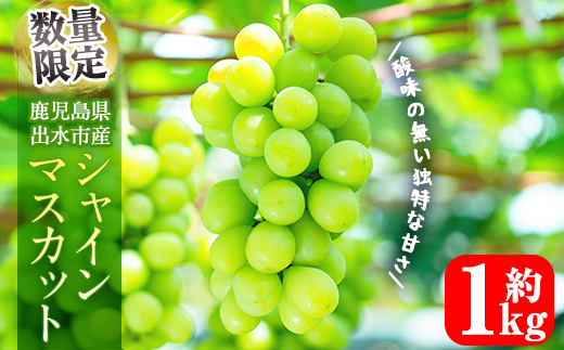i1014 ≪数量・期間限定≫シャインマスカット (計約1kg) 国産 鹿児島 出水市 ぶどう ブドウ 果物 くだもの フルーツ シャインマスカット マスカット 葡萄 旬 種なし 旬 歯ごたえ 冷蔵 【山門ぶどう園】