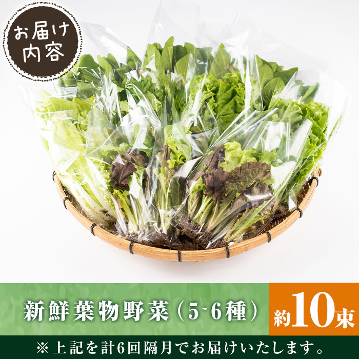 i678-A ＜定期便・計6回(隔月)＞ひかりのお野菜(約10束・5〜6種)【ひかりの郷】