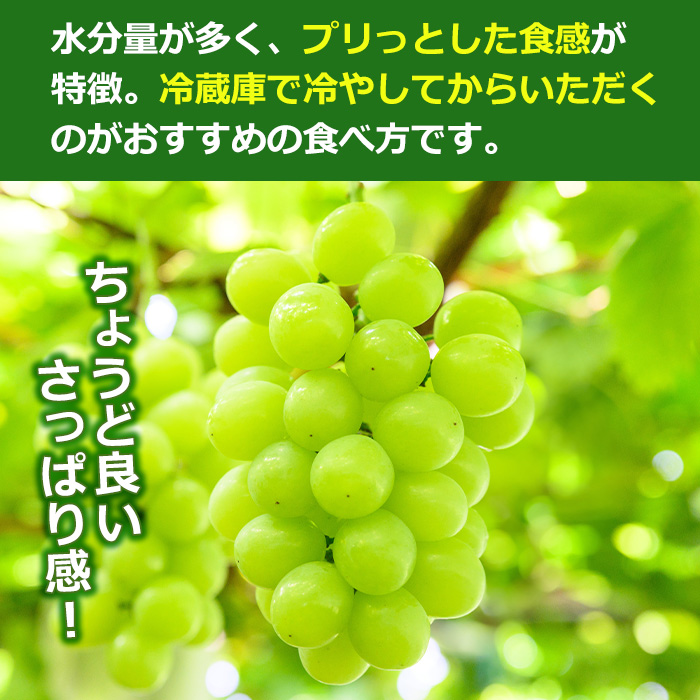 i972 ＜先行予約受付中！2026年8月中旬~10月中旬の間に発送予定＞ 《期間限定》マスカサーティーン(約1kg・2～3房) 国産 鹿児島 出水市 ぶどう ブドウ 果物 くだもの フルーツ ハイブリットブドウ マスカ・サーティーン 葡萄 旬 種なし 冷蔵 【眞鍋果樹園】