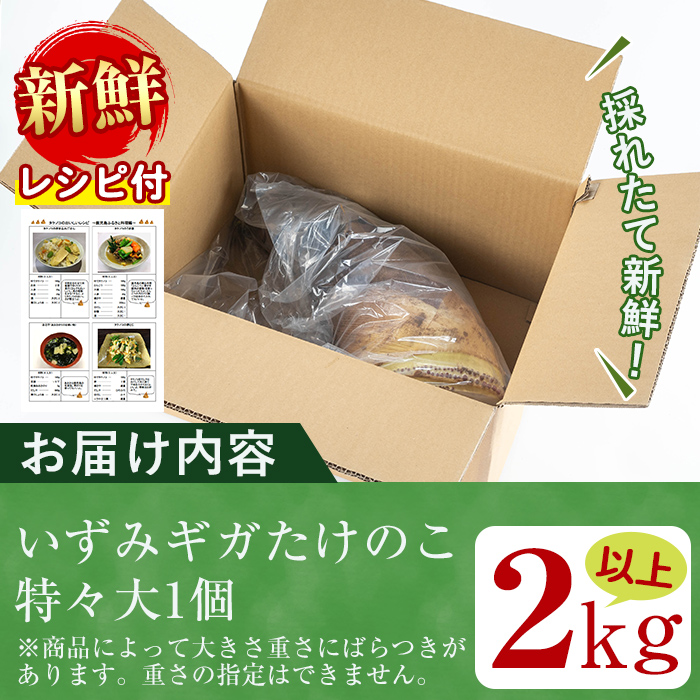 i499 ≪数量限定！先行予約受付中！2025年4月上旬～4月中旬の間に発送予定≫いずみギガタケノコ＜特々大1個＞鹿児島県出水市産！国産たけのこを産地直送！【イーサイドライン】