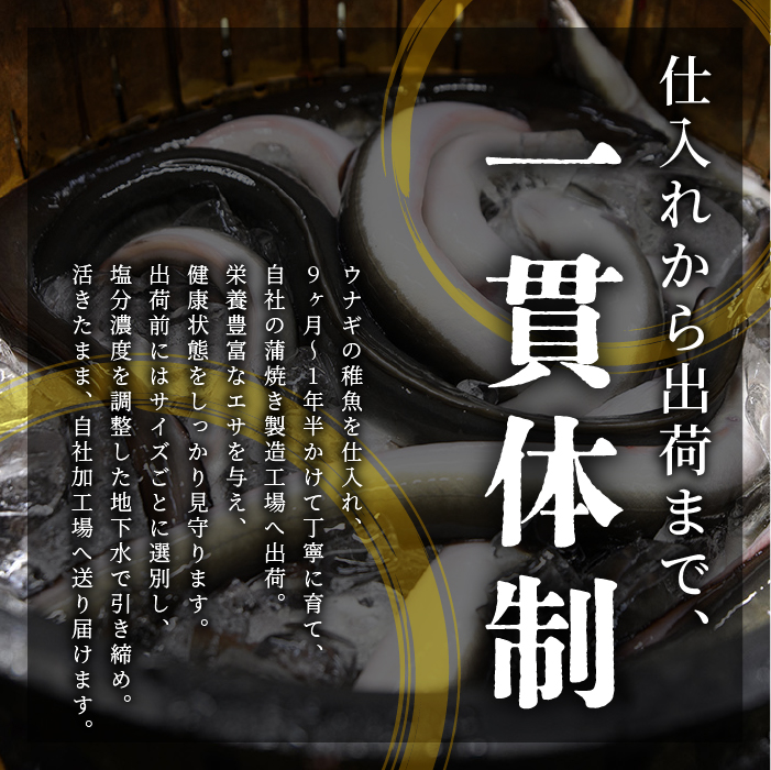 【父の日ギフト】鹿児島県産 鰻の蒲焼(無頭背開き)約165g×2尾(山中水産/IB022-001f) 父の日 ギフト 贈り物 プレゼント うなぎ 国産 鹿児島 蒲焼 ウナギのかば焼き うなぎの蒲焼