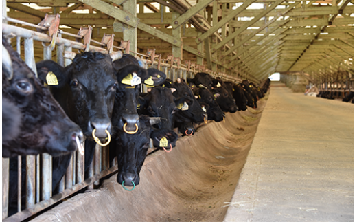 ＜高島屋選定品＞鹿児島県産黒毛和牛モモすき焼き(TK029-1831/59D1905)