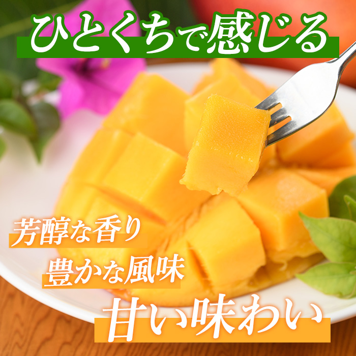 【2026年 発送】しあわせ完熟マンゴー2〜3玉入り(マンゴーの森/022-1769) マンゴー フルーツ 果物 旬 夏 指宿 いぶすき 鹿児島  完熟  お供え 御供 ギフト 贈り物 プレゼント グルメ 予約 先行予約 南国 南国フルーツ 果実 マンゴー グランプリ マイスター 太陽 国産 鹿児島県産 果汁