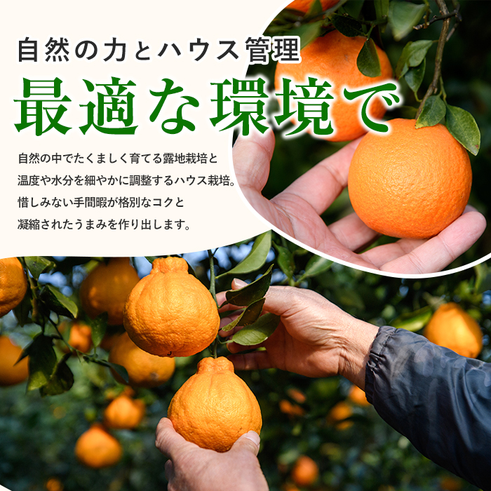 【2026年発送】たんかん約5kg(迫田果樹園/IB064-001) 鹿児島 開聞 たんかん みかん タンカン ミカン 指宿 フルーツ 果物 冬 旬 ご家庭用