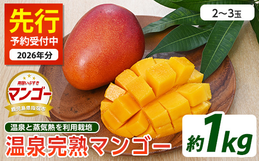 【2026年 発送】温泉完熟マンゴー約1kg(トロピカルファームいぶすき/022-1765) マンゴー フルーツ 果物 旬 夏 指宿 いぶすき 鹿児島