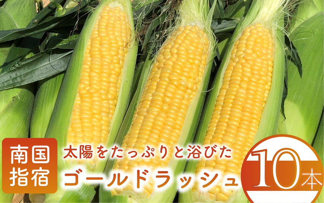 【 とうもろこし 】指宿産 ゴールドラッシュ 10本(わくわくファームたがわ/IB069-001) とうもろこし コーン ゴールド 国産 鹿児島県産 野菜 夏野菜 旬 夏 トウモロコシ 指宿 鹿児島 農家直送 産地直送 産直