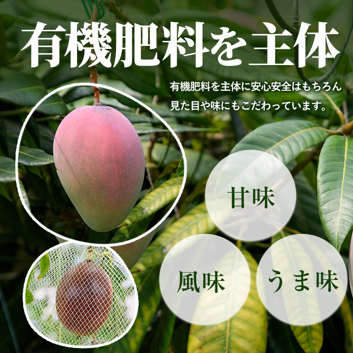 【全５回定期便】ゴロゴロ果肉入りアイス6個入定期便(マンゴーの森/IBZ040-003) アイス フルーツ マンゴー スイーツ シャーベット